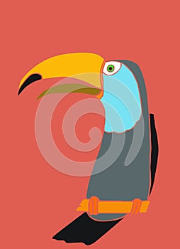 Toco Toucan