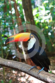 Toco Toucan (Common)