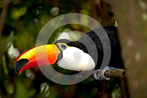 Toco Toucan in deep (Ramphastos toco)