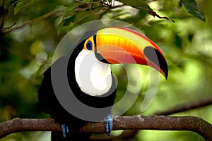 Toco Toucan in deep (Ramphastos toco)