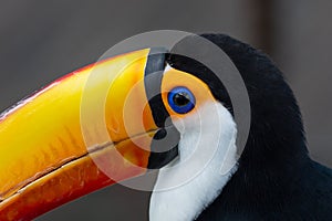 The toco toucan eye close up Ramphastos toco, also known as the common toucan or giant toucan, is the largest and probably the