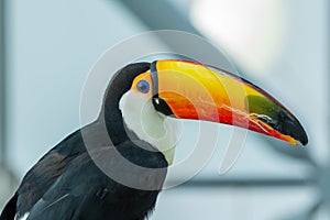 The toco toucan eye close up Ramphastos toco, also known as the common toucan or giant toucan, is the largest and probably the