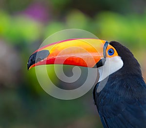 Toco Toucan facing left with colorful background