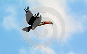 Toco Toucan in flight