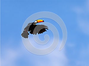 Toco Toucan flying with wings outstretched in flight and blue sky in background