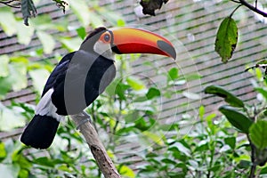 Toco Toucan, Giant Toucan, Ramphastos toco