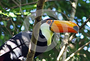 Toco Toucan, Giant Toucan, Ramphastos toco