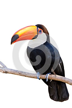 Toco Toucan isolated on white photo