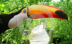 Toco toucan in mangrove tropical jungle