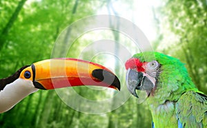 Toco toucan and Military Macaw Green parrot photo