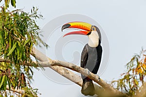 The toco toucan in the North part of the Pantanal in Brazil