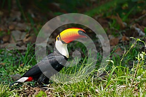 The toco toucan in the North part of the Pantanal in Brazil