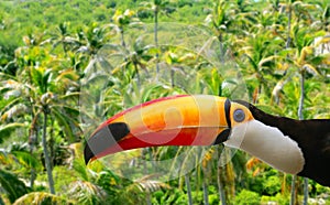 Toco toucan in Palm tree tropical jungle