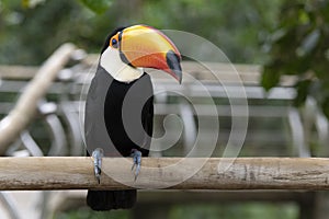 Toco-toucan in a park in South America