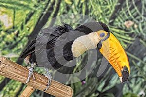 Toco Toucan, Ramphastos