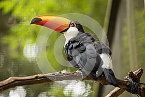 Toco Toucan Ramphastos toco