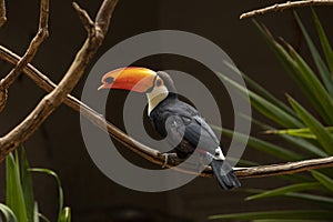 Toco Toucan Ramphastos toco