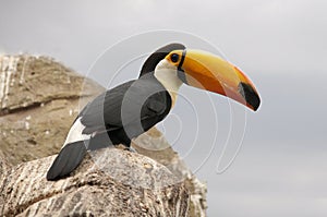 Toco Toucan - Ramphastos Toco