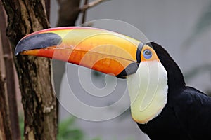 The toco toucan (Ramphastos toco)