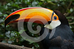 Toco toucan Ramphastos toco