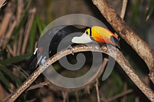 Toco Toucan, ramphastos toco, Adult standing on Branch