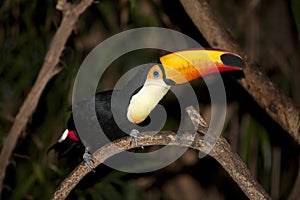 Toco Toucan, ramphastos toco, Adult standing on Branch