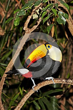 Toco Toucan, ramphastos toco, Adult standing on Branch