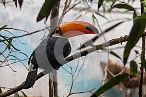 The toco toucan Ramphastos toco, also known as the common toucan