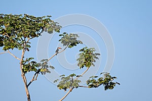 Toco Toucan, Ramphastos Toco, also known as the Common Toucan, Giant Toucan, Pantanal, Mato Grosso do Sul, Brazil