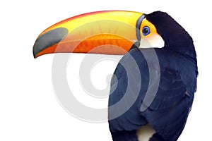 The toco toucan Ramphastos toco, also known as the common toucan, giant toucan or simply toucan,isolated portrait