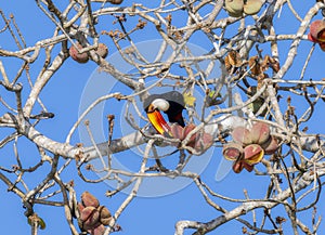 Toco Toucan (Ramphastos toco) in Brazil