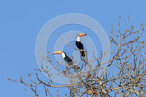 Toco Toucan (Ramphastos toco) in Brazil