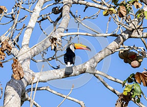 Toco Toucan (Ramphastos toco) in Brazil