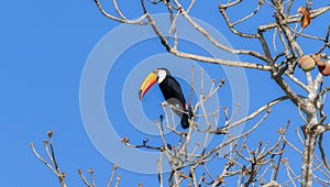 Toco Toucan (Ramphastos toco) in Brazil