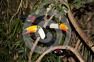 TOCO TOUCAN ramphastos toco, PAIR STANDING ON BRANCH