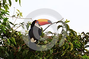 Toco Toucan Ramphastos toco - Pantanal, Mato Grosso, Brazil