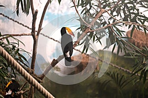 Toco toucan Ramphastos toco piciform bird of the family Ramphastidae