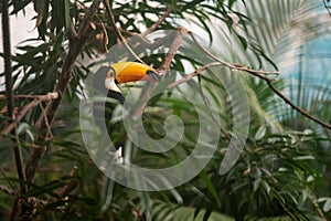 Toco toucan Ramphastos toco piciform bird of the family Ramphastidae