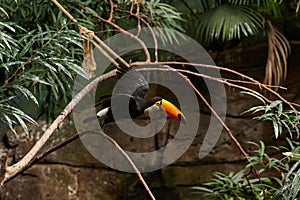 Toco toucan Ramphastos toco piciform bird of the family Ramphastidae