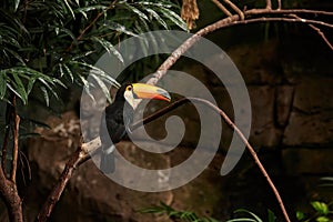 Toco toucan Ramphastos toco piciform bird of the family Ramphastidae photo