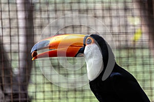Toco Toucan (Ramphastos toco) in South America