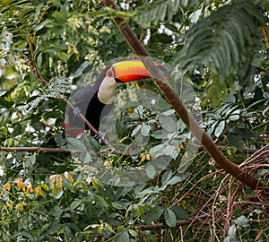 Toco toucan sits on brance in tree in the wilds of Pantanal