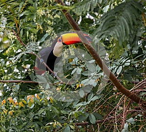 Toco toucan sits on brance in tree in the wilds of Pantanal photo