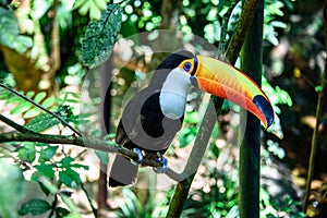 The Toco Toucan sitting on the branch of the tree in Iguacu National Park of the Iguazu Falls photo