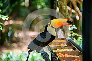 The Toco Toucan sitting on the metal tube and eating apples and papaya in Iguacu National Park photo