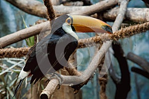 Toco Toucan. Toco Tucan sits on a branch in a jungle, portrait with clipping path. Tukan. photo