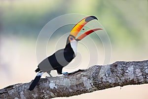 Toco Toucan tossing a berry photo