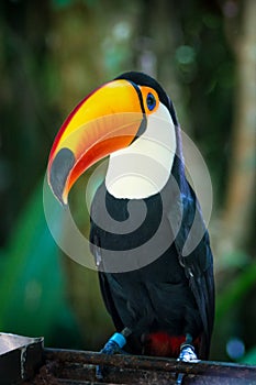 Toco Toucan Toucano Toco-Toucan bird isolated Parque das aves Foz do Iguacu Brazil Pa