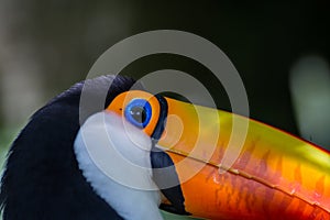 Toco Toucan Toucano Toco-Toucan bird isolated Parque das aves Foz do Iguacu Brazil Pa