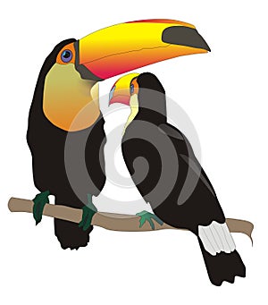 Toco toucans